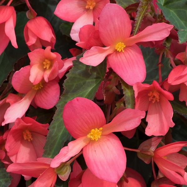 Begonia Rivulet Pink